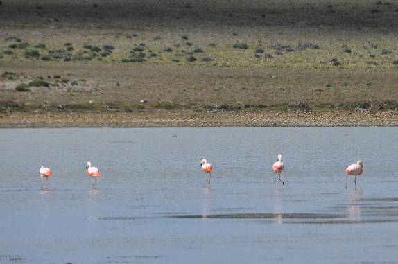 Flamingos em um lago na Terra do Fogo chilena